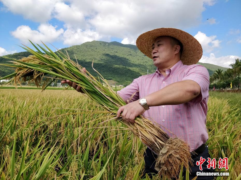 降压镇静试试芹菜煮粥_数据库云服务器