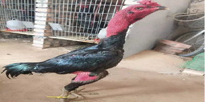 《天上再见》上映曝口碑特辑 还原战后众生相_挂机宝自动开通